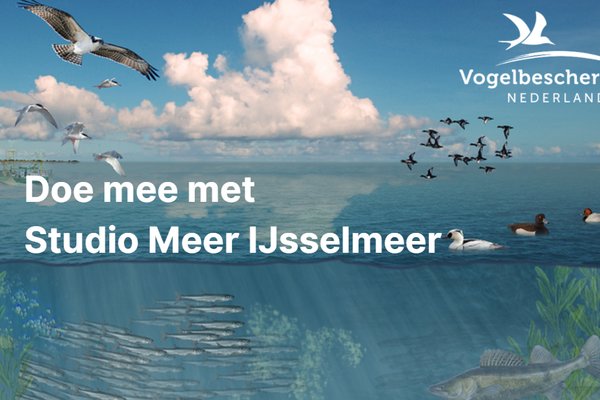 Studio Meer IJsselmeer.png